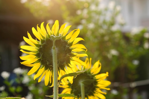 Foto belos girassóis luz branca do sol no jardim