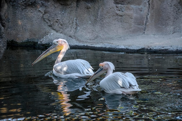 Belos grandes pelicanos brancos nadam em um pequeno lago.