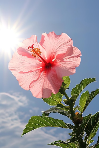 Belos hibiscos ou bunga raya