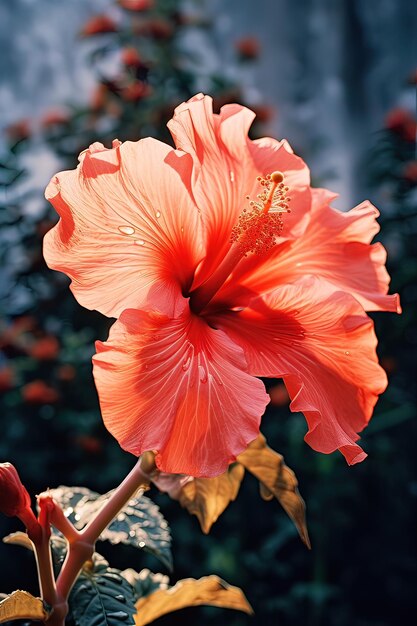 Foto belos hibiscos ou bunga raya