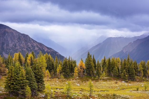 Belos lariços dourados nas montanhas, Canadá. Outono.