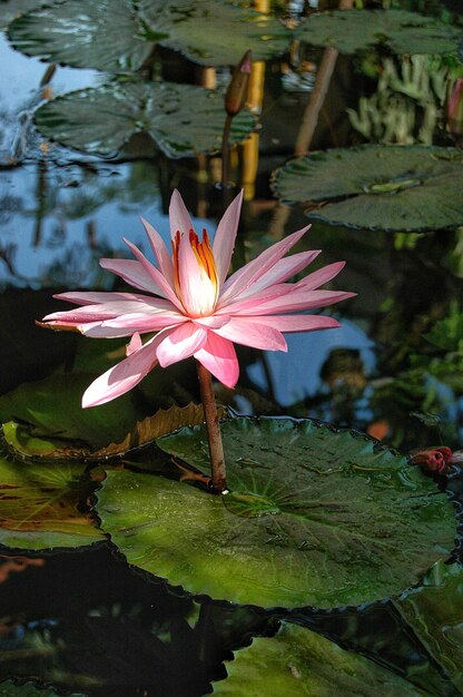 Belos lírios aquáticos em flor pela manhã