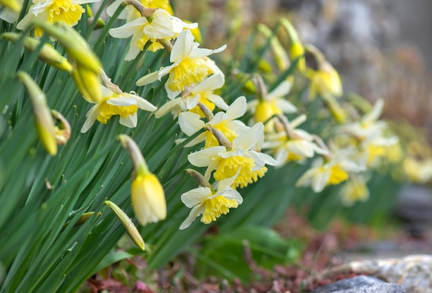 belos narcisos amarelos florescendo em um leito de flores florescendo cercados por pedras