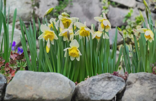 belos narcisos amarelos florescendo em um leito de flores florescendo cercados por pedras