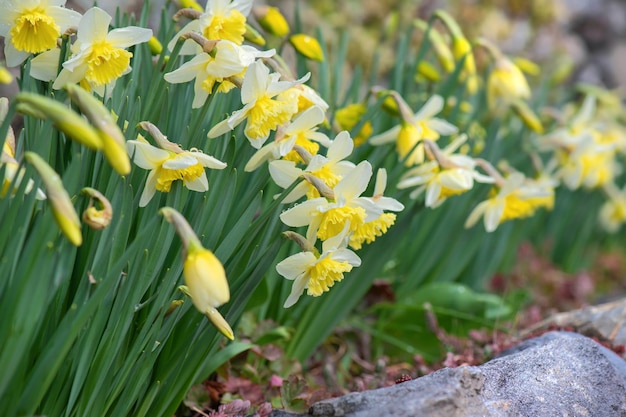 belos narcisos amarelos florescendo em um leito de flores florescendo cercados por pedras