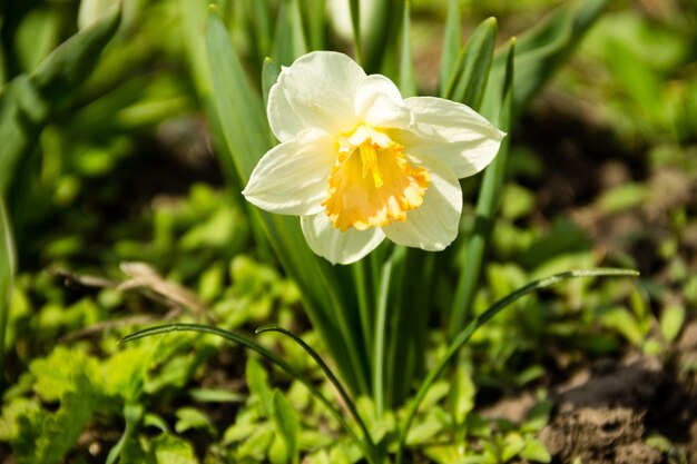 Belos narcisos em canteiros de flores no jardim