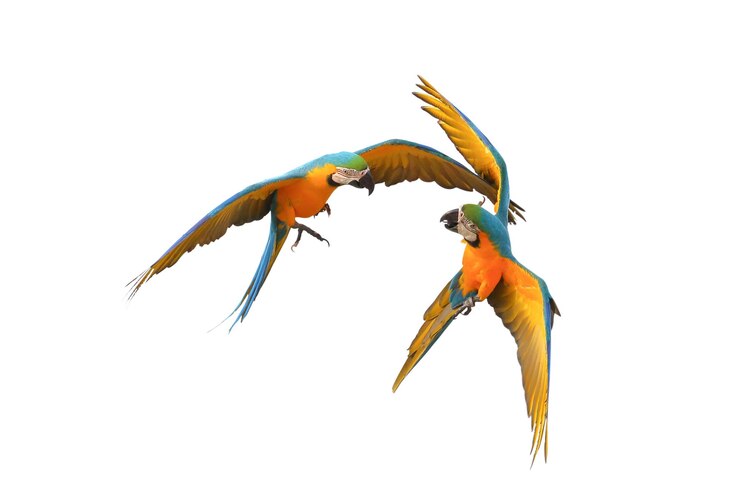 Foto belos papagaios-ara voando no céu pássaro voador livre