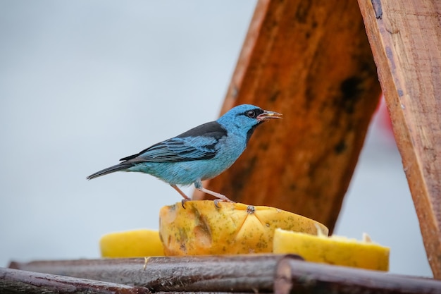 Belos pássaros coloridos na natureza se alimentando de vários tipos de frutas.