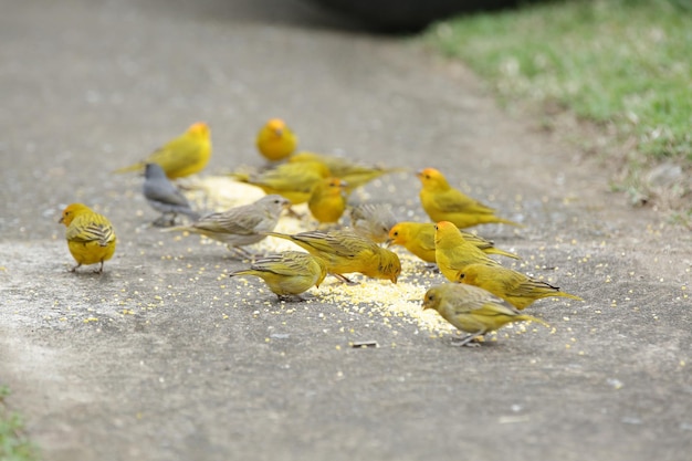 Belos pássaros coloridos na natureza se alimentando de vários tipos de frutas.