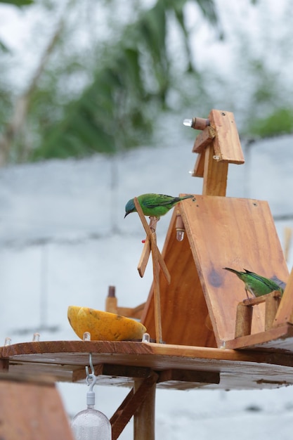 Belos pássaros coloridos na natureza se alimentando de vários tipos de frutas.