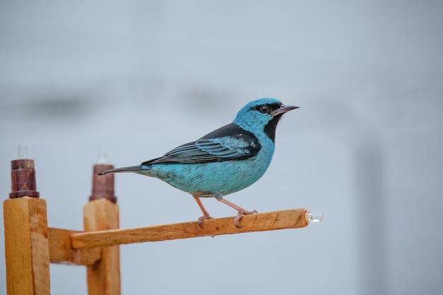 Belos pássaros coloridos na natureza se alimentando de vários tipos de frutas.