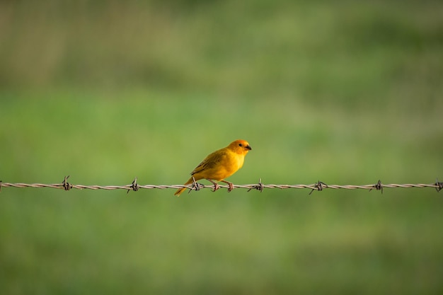 belos pássaros em seu ambiente natural