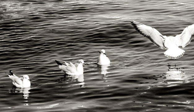 Foto belos pássaros estão flutuando acima do oceano