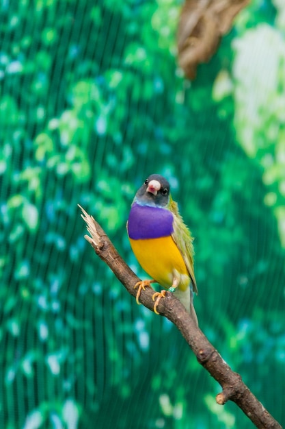 Belos pássaros Guldova Amadina Erythrura gouldiae sentado em um galho