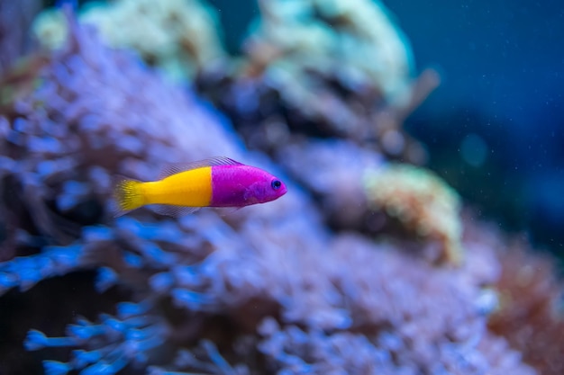 Belos peixes exóticos nadam na piscina