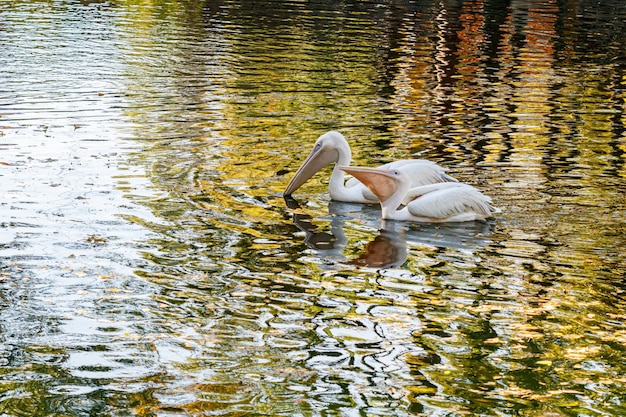 Belos pelicanos pássaros na água