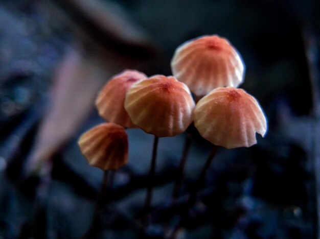 Foto belos pequenos cogumelos selvagens