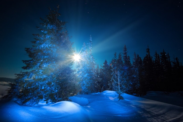 Belos pinheiros delgados crescem entre nevascas cobertas de neve em uma encosta contra um fundo de céu azul e lua brilhante em uma noite gelada de inverno. Conceito de descansar fora da cidade no inverno