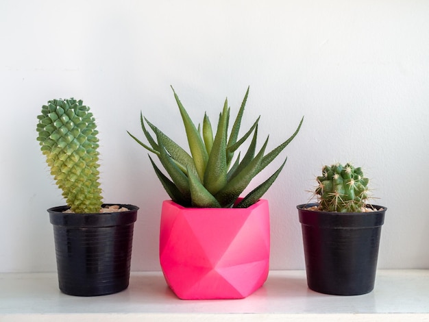 Belos plantadores de concreto redondo com planta de cacto vasos de concreto pintados coloridos para decoração de casa