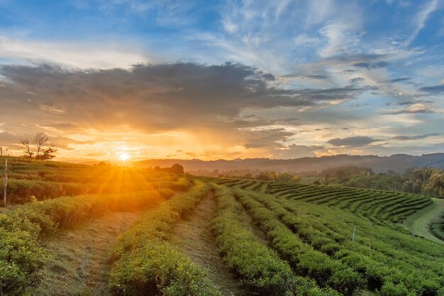 Foto belos pôr-do-sol na plantação de chá de chui fong, chiang rai, tailândia