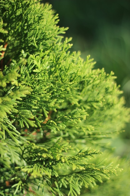 Belos ramos arborvitae ocidentais, iluminados pelo sol. galhos verdes de perto