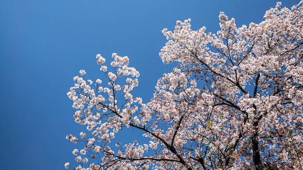 Belos ramos de árvores florescendo de sakura com fundo do céu azul em kyoto. árvore de cerejeira do japão. cenário de primavera de incrível ramo de cerejas japonesas florescendo na cidade.