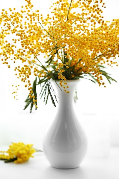 Belos ramos de mimosa em vaso no peitoril da janela