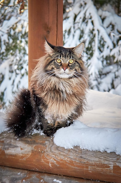 Foto belos retratos de gatos maine coon no parque de inverno em fundo de inverno gelado