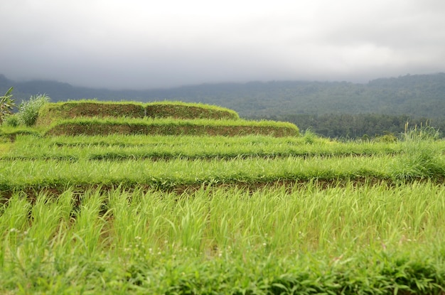 Belos terraços de arroz Jatiluwih em Bali