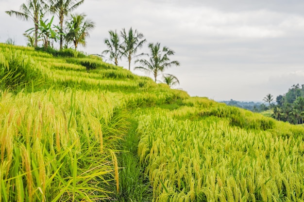 Belos terraços de arroz Jatiluwih no contexto dos famosos vulcões em Bali, Indonésia.