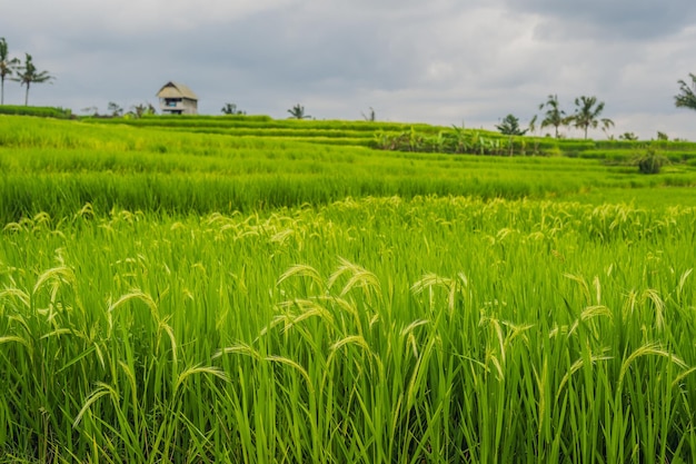 Belos terraços de arroz Jatiluwih no contexto dos famosos vulcões em Bali, Indonésia.