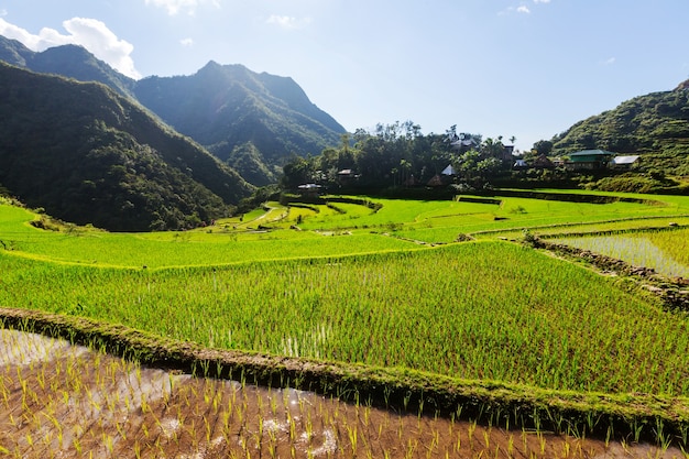 Belos terraços de arroz verde nas filipinas. cultivo de arroz na ilha de luzon.