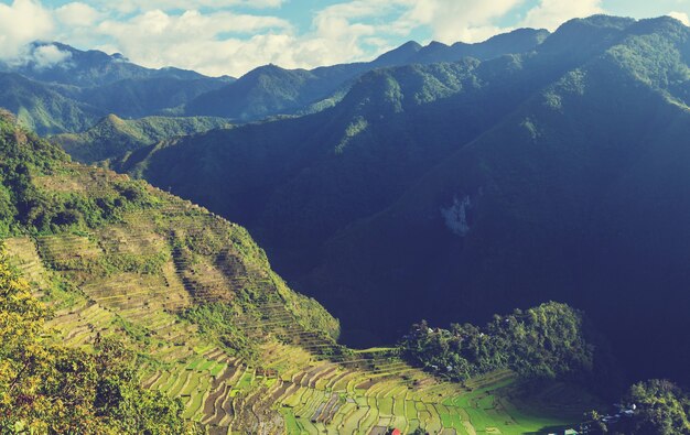 Belos terraços de arroz verde nas Filipinas. Cultivo de arroz na ilha de Luzon.