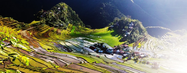 Belos terraços de arroz verde nas filipinas. cultivo de arroz na ilha de luzon.