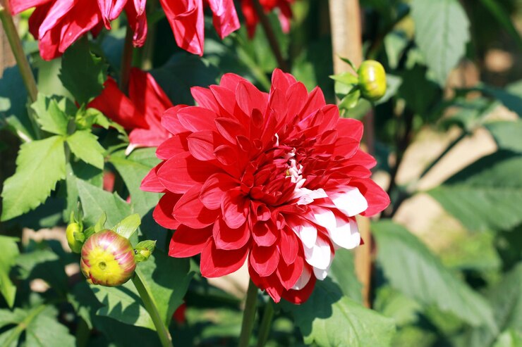 Belos tipos variados de flores de dália
