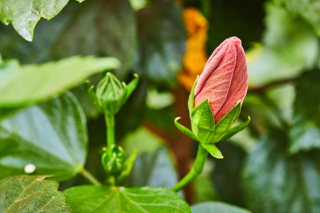 Belos tiros macro tropicais de Hibiscus rosa suave Flores em budos com botões verdes nas proximidades crescendo