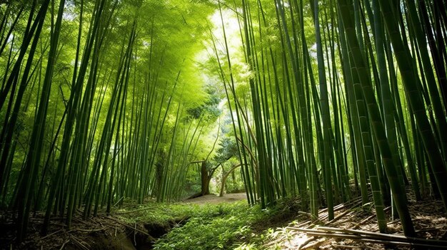 Foto belos túneis de bambu geram ia