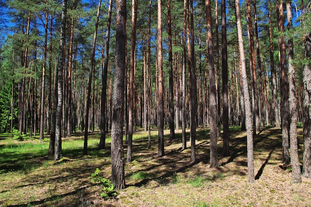 Belovezhskaya Pushcha in Belarus Land