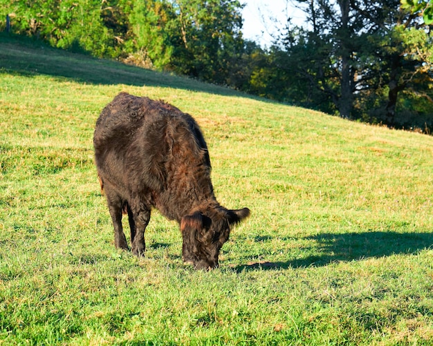 Belted Galloway Kuh auf einer Weide stehen und Gras fressen, Franche Comte, Frankreich.