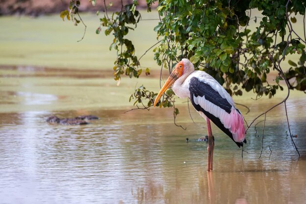 Bemalter Storch oder Mycteria leucocephala in freier Wildbahn