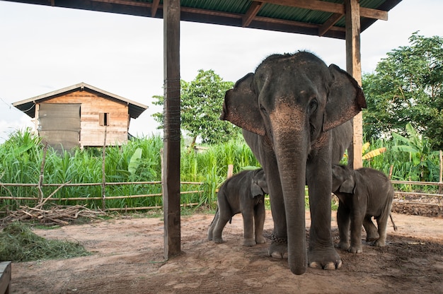 Bemuttern Sie Elefanten und Kalb im Elefant-Dorf, Surin, Thailand