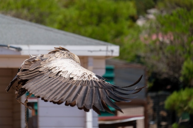 Benalmadena, andalusien/spanien - 7. juli: juvenile andenkondor (vultur gryphus) am berg calamorro in der nähe von benalmadena in spanien am 7. juli 2017