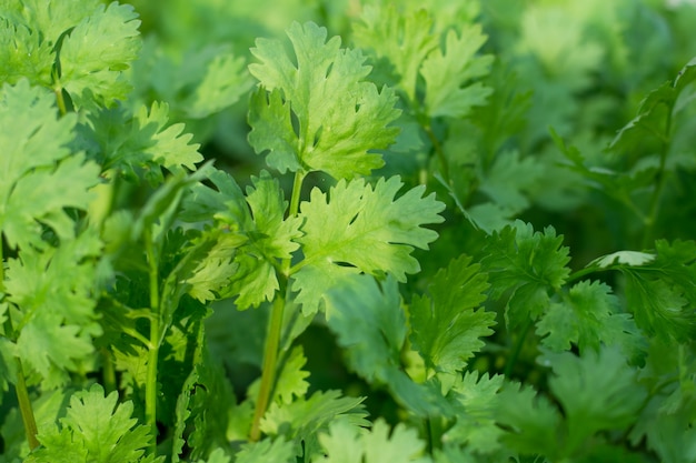 Beneficios para la salud del cilantro. El cilantro está cargado de antioxidantes.