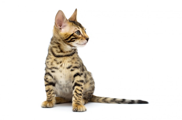 Bengal Kätzchen Katze isoliert