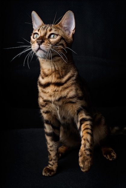 Foto bengal-katze auf einem schwarzen hintergrund