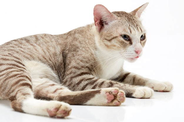 Bengal-Katze auf einem weißen Hintergrund