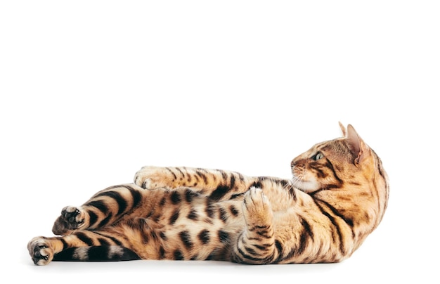 Bengal-Katze spielt isoliert auf weiß