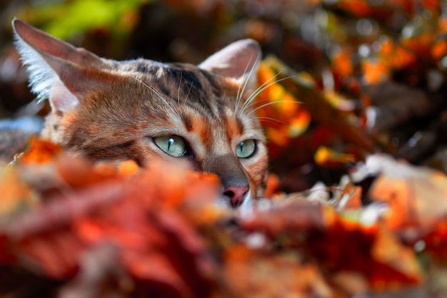 Bengal-Katze versteckte sich in den abgefallenen Blättern im Wald Eine Bengal-Katze mit grünen Augen liegt auf der Lauer Close up portait