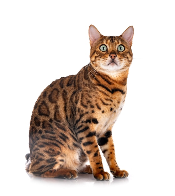 Bengal-Katze vor weißem Hintergrund