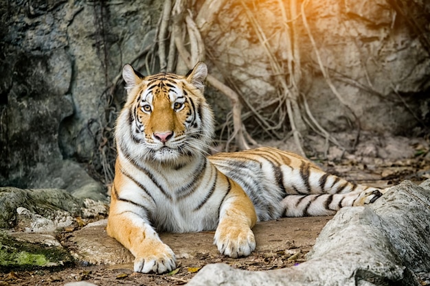 Bengal-Tiger, der im Wald stillsteht